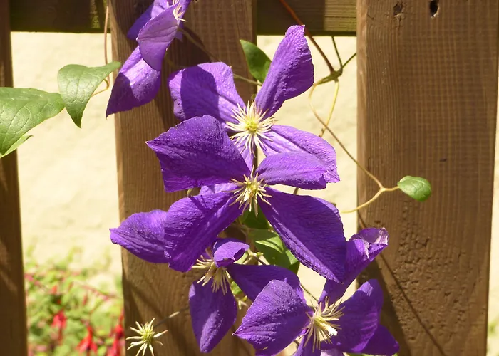 D'hotes Vignes 3* Beaucens