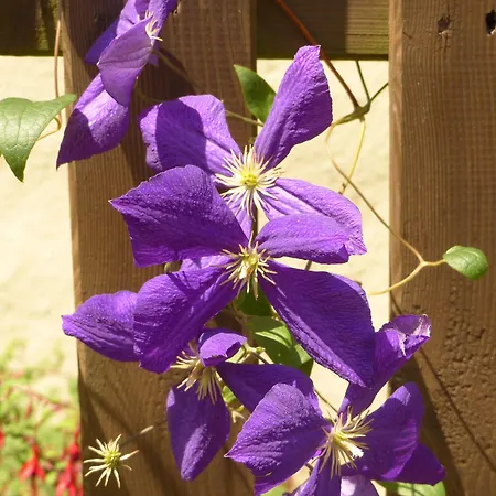 D'hotes Vignes 3* Beaucens